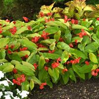 Canary Wings Begonia Vegetative