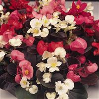 Harmony Mix Begonia