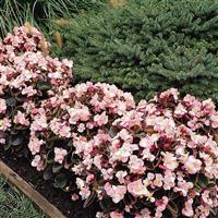 Harmony Pink Begonia
