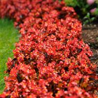 Harmony Scarlet Begonia