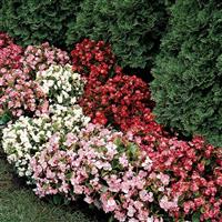 Prelude Mix Begonia