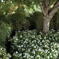 Prelude White Begonia