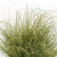 Amazon Mist ColorGrass® Carex