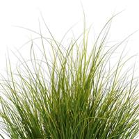 Phoenix Green ColorGrass® Carex