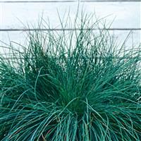 Festina ColorGrass® Festuca