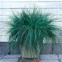 Festina ColorGrass® Festuca