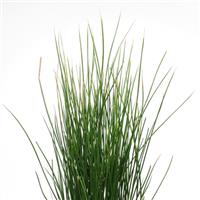 Javelin ColorGrass® Juncus
