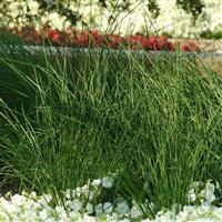 Javelin ColorGrass® Juncus