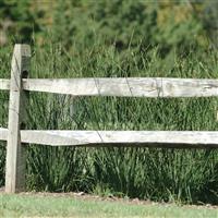 Javelin ColorGrass® Juncus