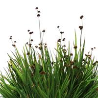 Starhead ColorGrass® Juncus