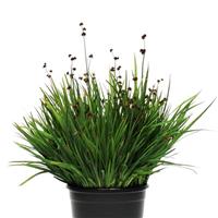 Starhead ColorGrass® Juncus
