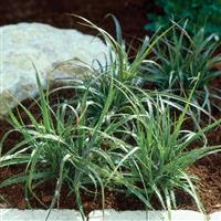 Lucius ColorGrass® Luzula