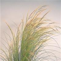 Pony Tails ColorGrass® Stipa
