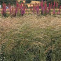 Pony Tails ColorGrass® Stipa