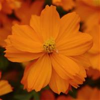 Mandarin Cosmos