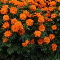 Mandarin Cosmos