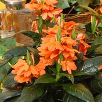Tropic Flame Crossandra