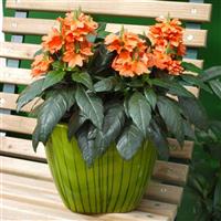 Tropic Flame Crossandra