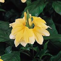 Tropic Yellow Splash Crossandra