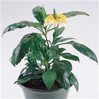 Tropic Yellow Splash Crossandra