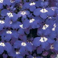 Riviera Blue Eyes Lobelia