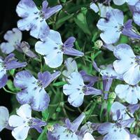 Riviera Blue Splash Lobelia