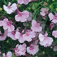 Riviera Lilac Lobelia
