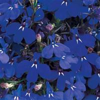 Riviera Marine Blue Lobelia