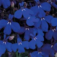 Riviera Midnight Blue Lobelia