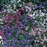 Riviera Mixture Lobelia