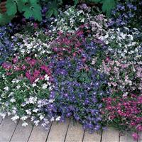 Riviera Mixture Lobelia