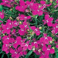 Riviera Rose Lobelia