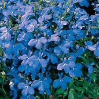 Riviera Sky Blue Lobelia