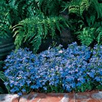 Riviera Sky Blue Lobelia
