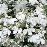 Riviera White Lobelia