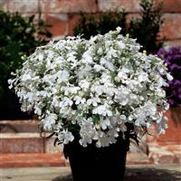 Riviera White Lobelia