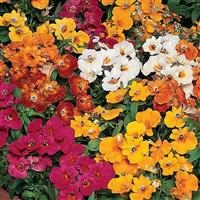Sundrops Mixture Nemesia