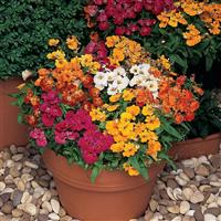 Sundrops Mixture Nemesia