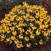 Erysimum linifolium Fragrant Sunshine