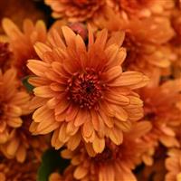 Sunset Orange Garden Mum