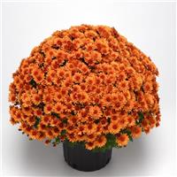 Sunset Orange Garden Mum