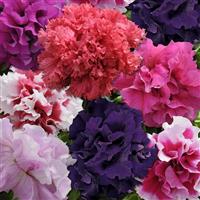 Glorious Mixture Double Petunia