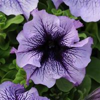 Daddy<sup>®</sup> Blue Petunia