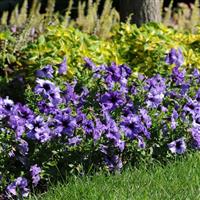 Daddy<sup>®</sup> Blue Petunia