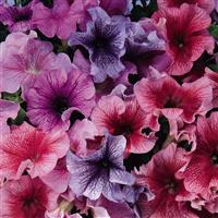Daddy<sup>®</sup> Mixture Petunia
