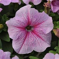 Daddy<sup>®</sup> Peppermint Petunia