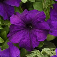 Supercascade Blue Petunia