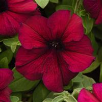 Supercascade Burgundy Petunia