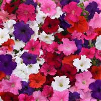 Supercascade Mixture Petunia