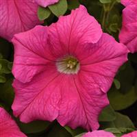 Supercascade Pink Petunia